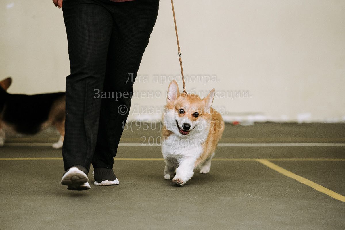 26.03.2022 Выставка собак г. Братск Континенталь. Фотограф Диана Оленина Красноярск / Братск