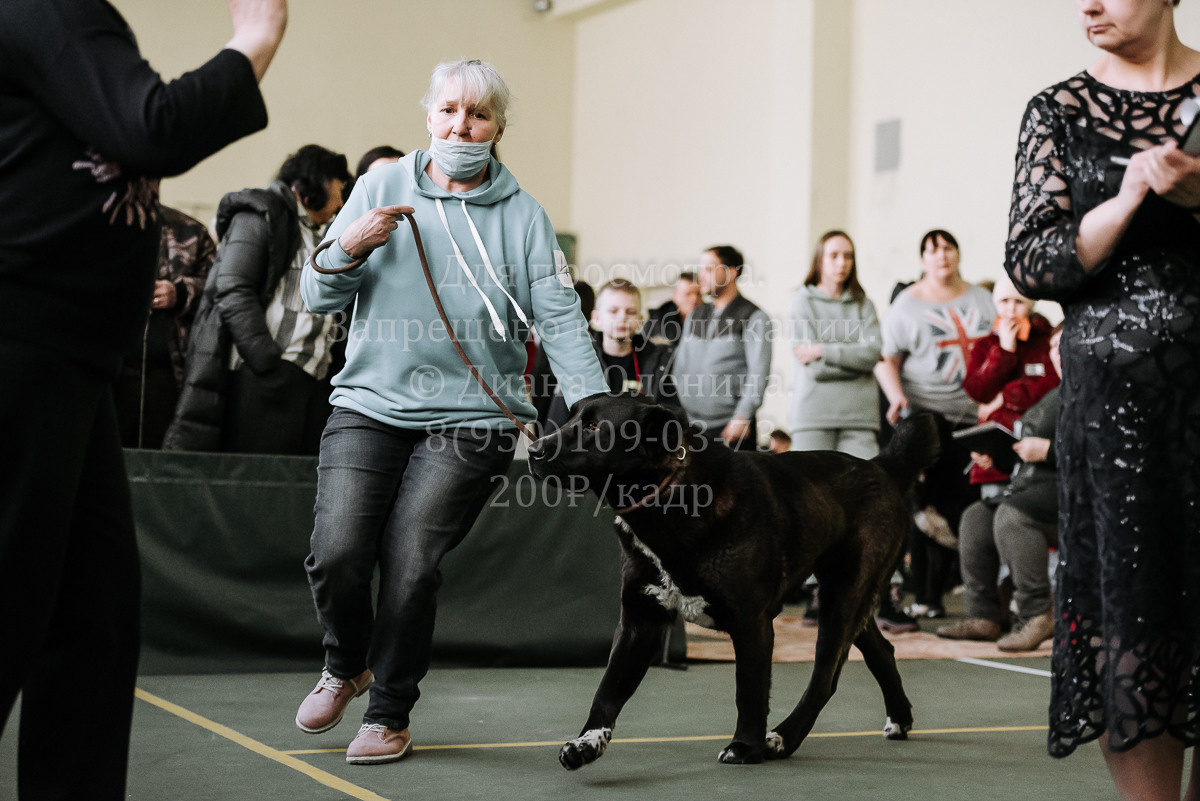 26.03.2022 Выставка собак г. Братск Континенталь. Фотограф Диана Оленина Красноярск / Братск