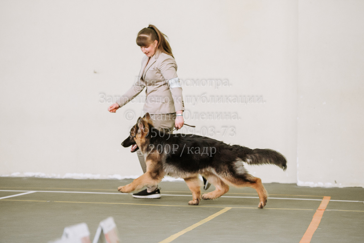 26.03.2022 Выставка собак г. Братск Континенталь. Фотограф Диана Оленина Красноярск / Братск