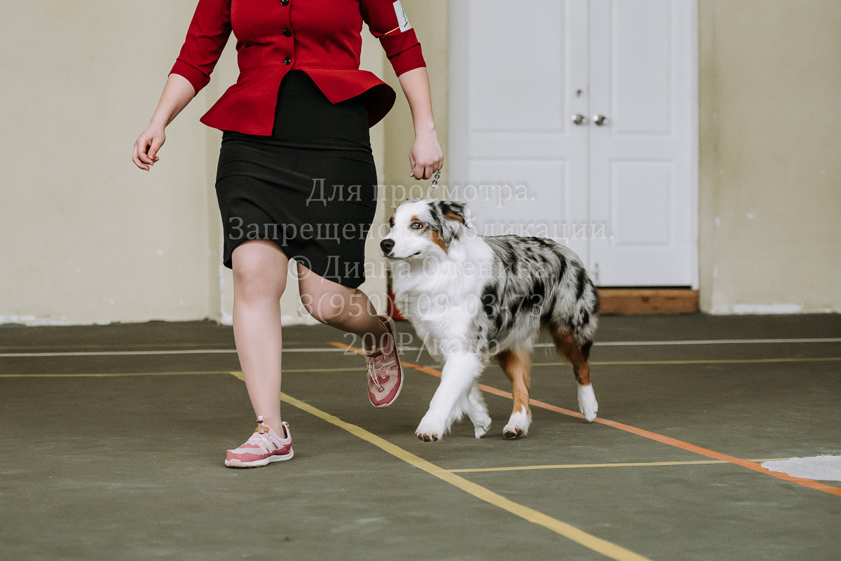 26.03.2022 Выставка собак г. Братск Континенталь. Фотограф Диана Оленина Красноярск / Братск