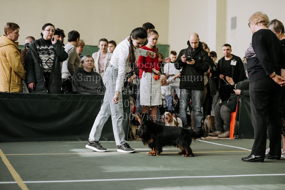 26.03.2022 Выставка собак г. Братск Континенталь. Фотограф Диана Оленина Красноярск / Братск