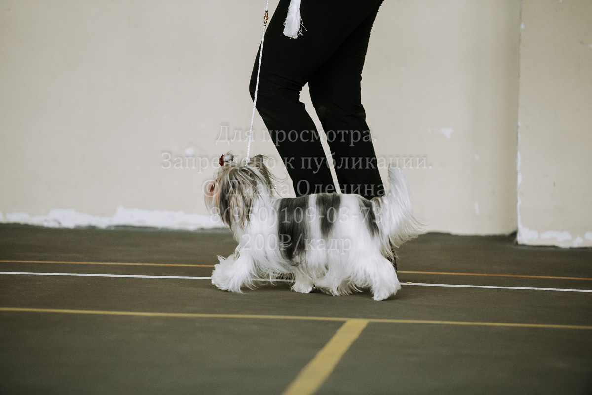 26.03.2022 Выставка собак г. Братск Континенталь. Фотограф Диана Оленина Красноярск / Братск