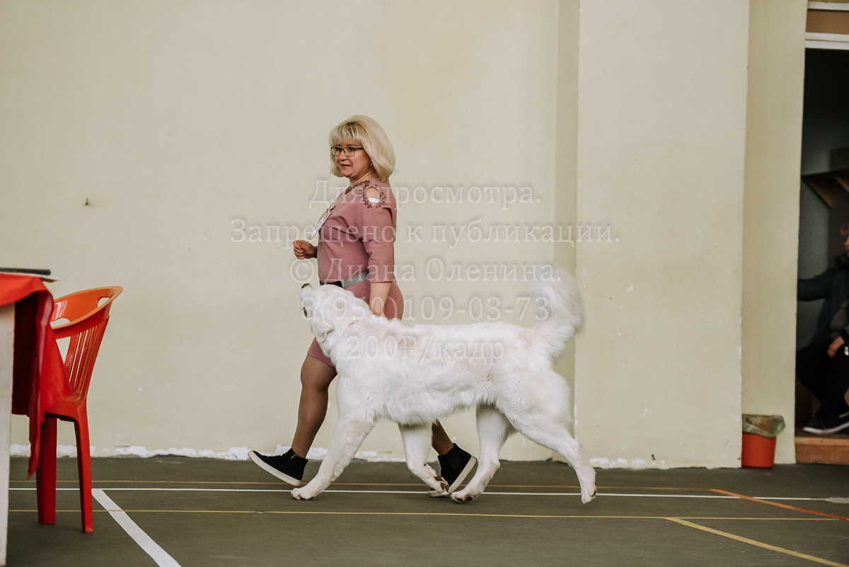 26.03.2022 Выставка собак г. Братск Континенталь. Фотограф Диана Оленина Красноярск / Братск
