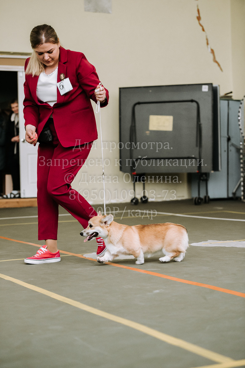 26.03.2022 Выставка собак г. Братск Континенталь. Фотограф Диана Оленина Красноярск / Братск
