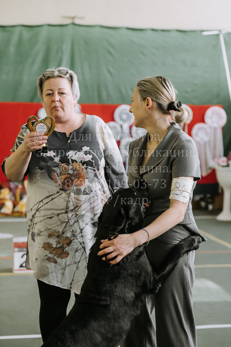 26.03.2022 Выставка собак г. Братск Континенталь. Фотограф Диана Оленина Красноярск / Братск