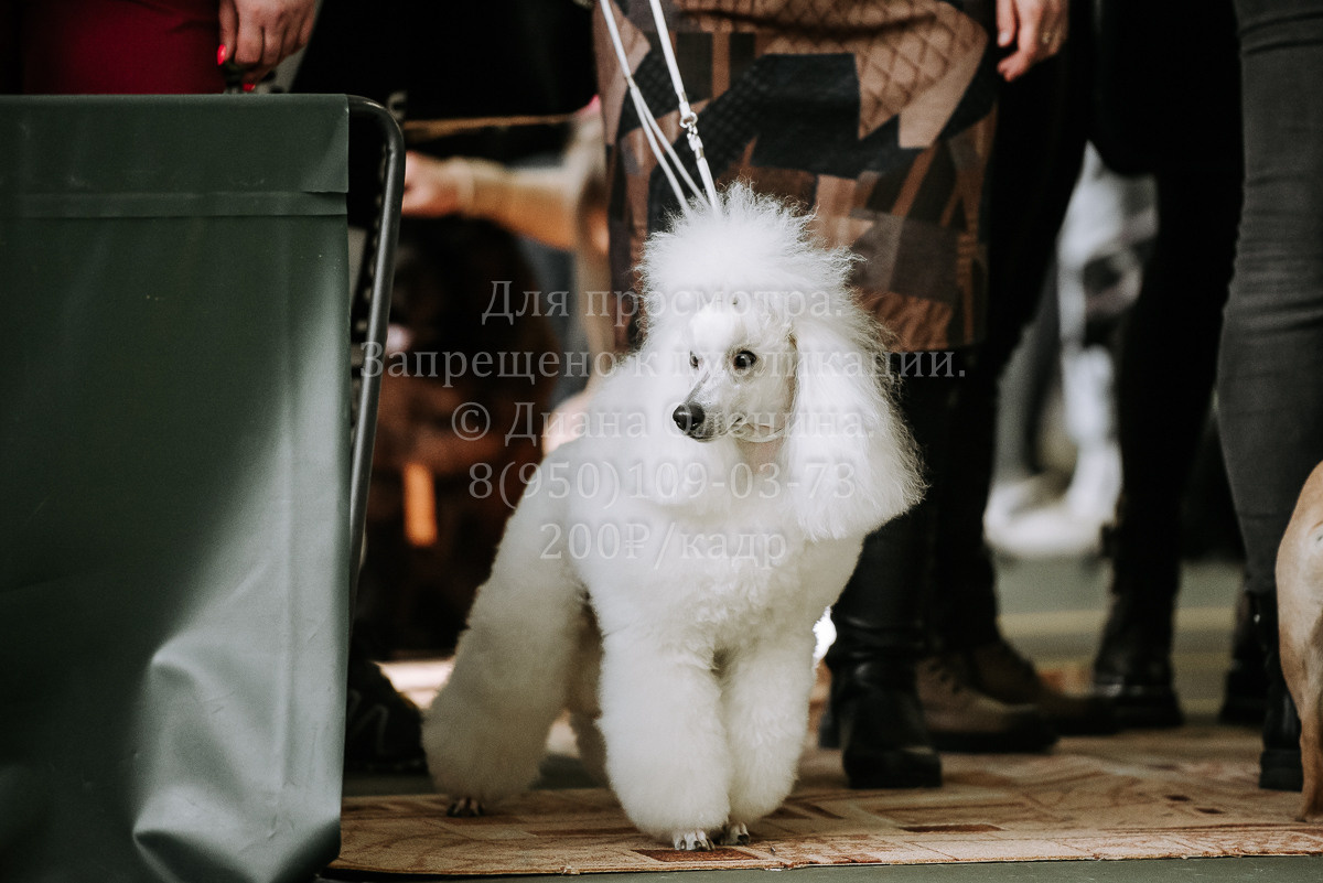 26.03.2022 Выставка собак г. Братск Континенталь. Фотограф Диана Оленина Красноярск / Братск