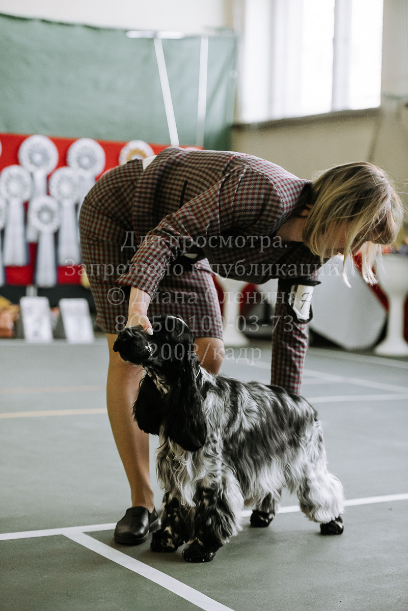 26.03.2022 Выставка собак г. Братск Континенталь. Фотограф Диана Оленина Красноярск / Братск