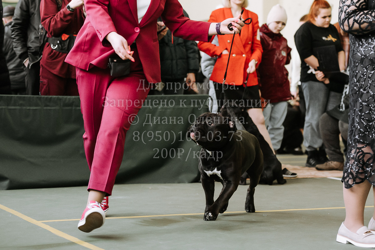 26.03.2022 Выставка собак г. Братск Континенталь. Фотограф Диана Оленина Красноярск / Братск