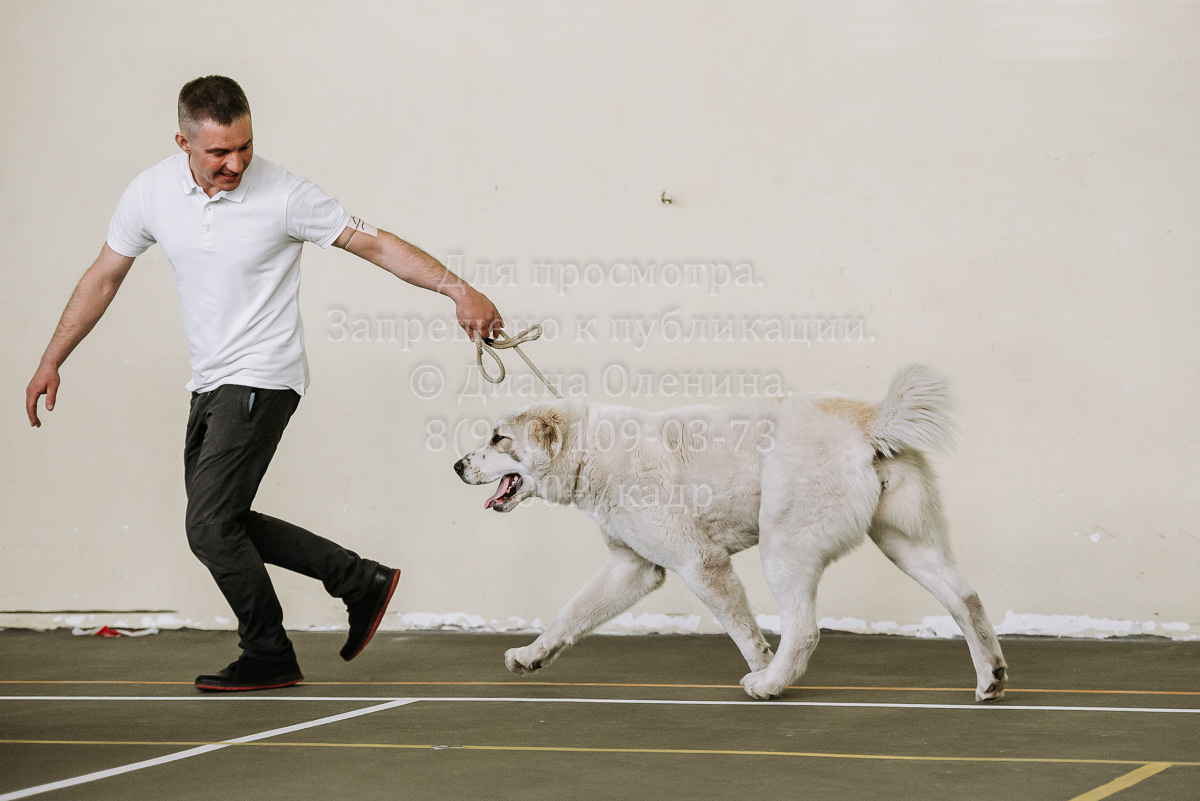 26.03.2022 Выставка собак г. Братск Континенталь. Фотограф Диана Оленина Красноярск / Братск