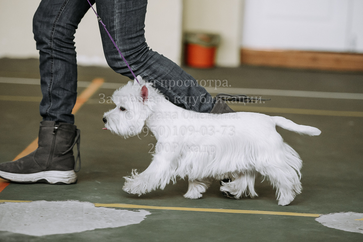 26.03.2022 Выставка собак г. Братск Континенталь. Фотограф Диана Оленина Красноярск / Братск