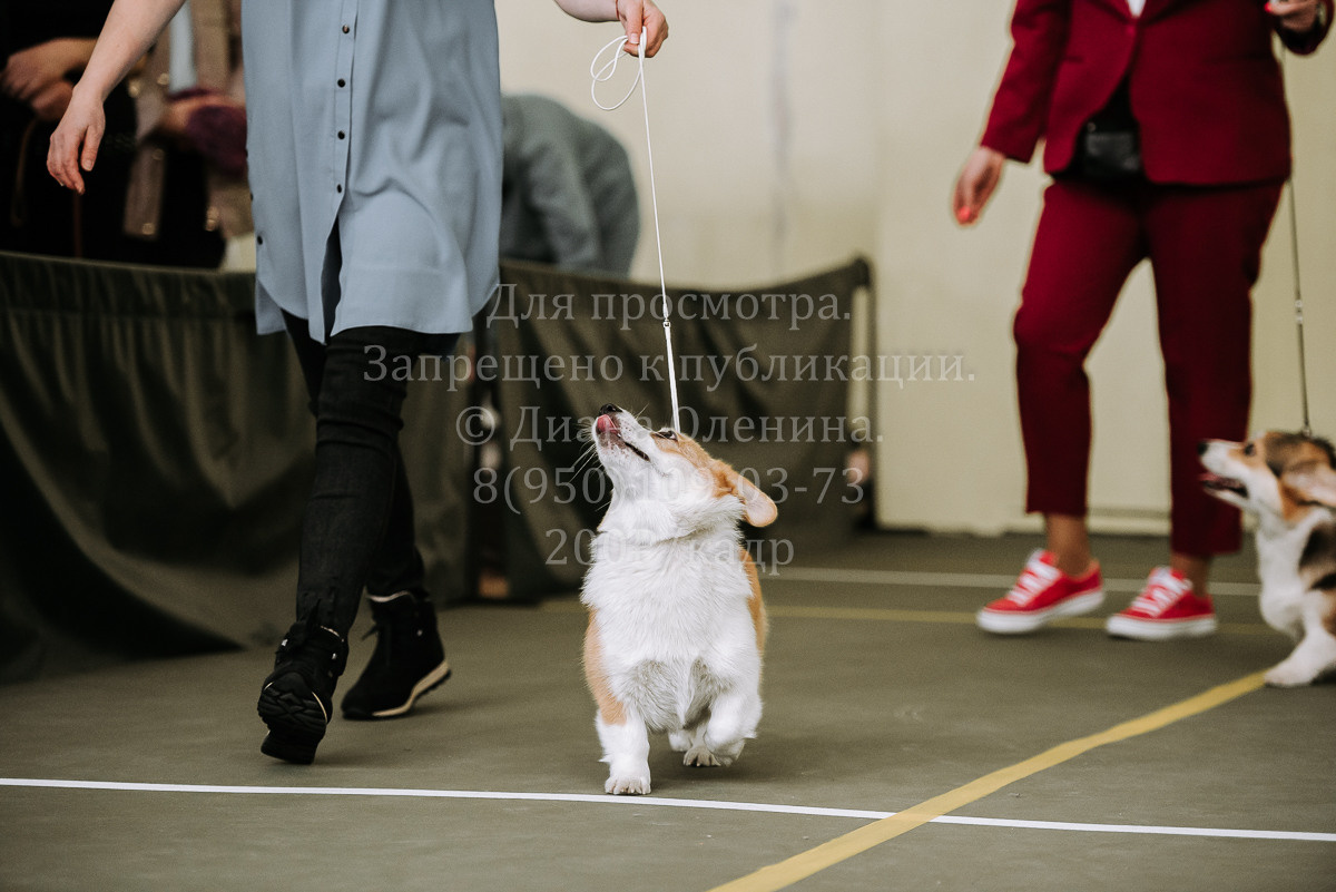 26.03.2022 Выставка собак г. Братск Континенталь. Фотограф Диана Оленина Красноярск / Братск