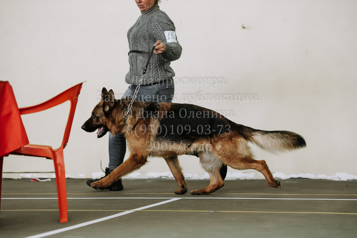 26.03.2022 Выставка собак г. Братск Континенталь. Фотограф Диана Оленина Красноярск / Братск