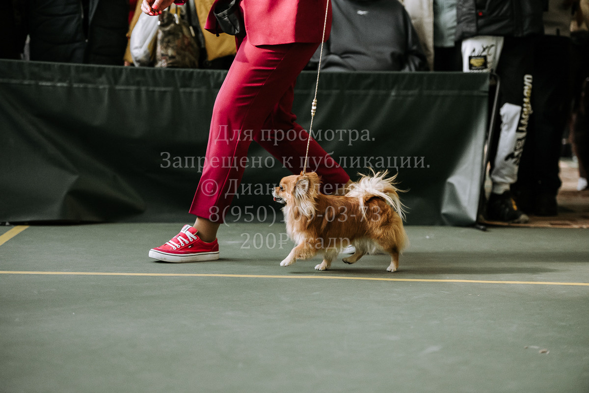26.03.2022 Выставка собак г. Братск Континенталь. Фотограф Диана Оленина Красноярск / Братск
