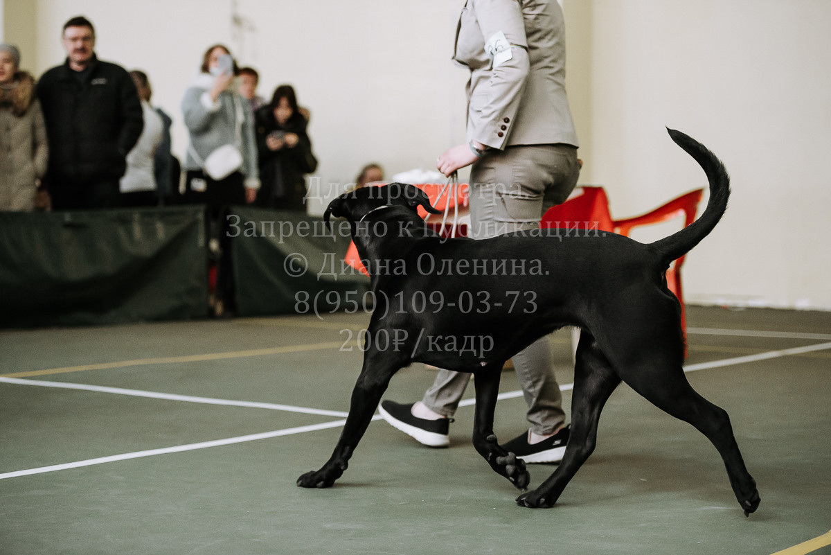 26.03.2022 Выставка собак г. Братск Континенталь. Фотограф Диана Оленина Красноярск / Братск