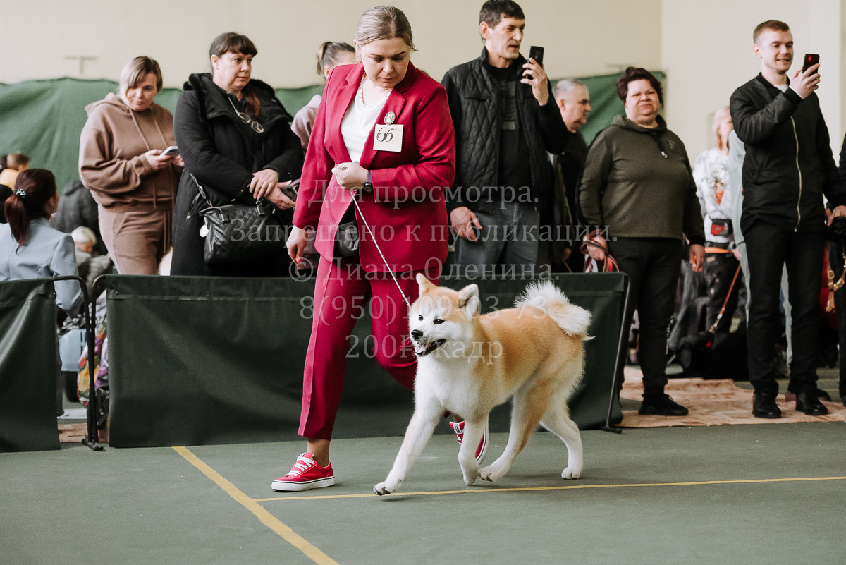 26.03.2022 Выставка собак г. Братск Континенталь. Фотограф Диана Оленина Красноярск / Братск