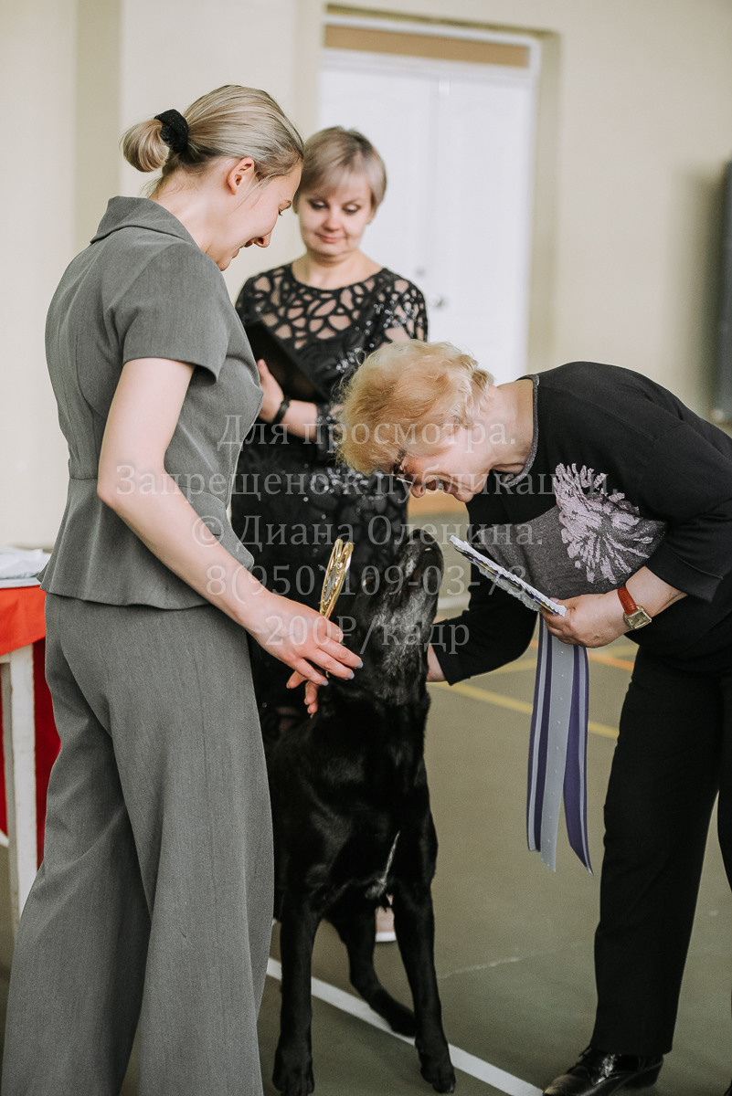 26.03.2022 Выставка собак г. Братск Континенталь. Фотограф Диана Оленина Красноярск / Братск