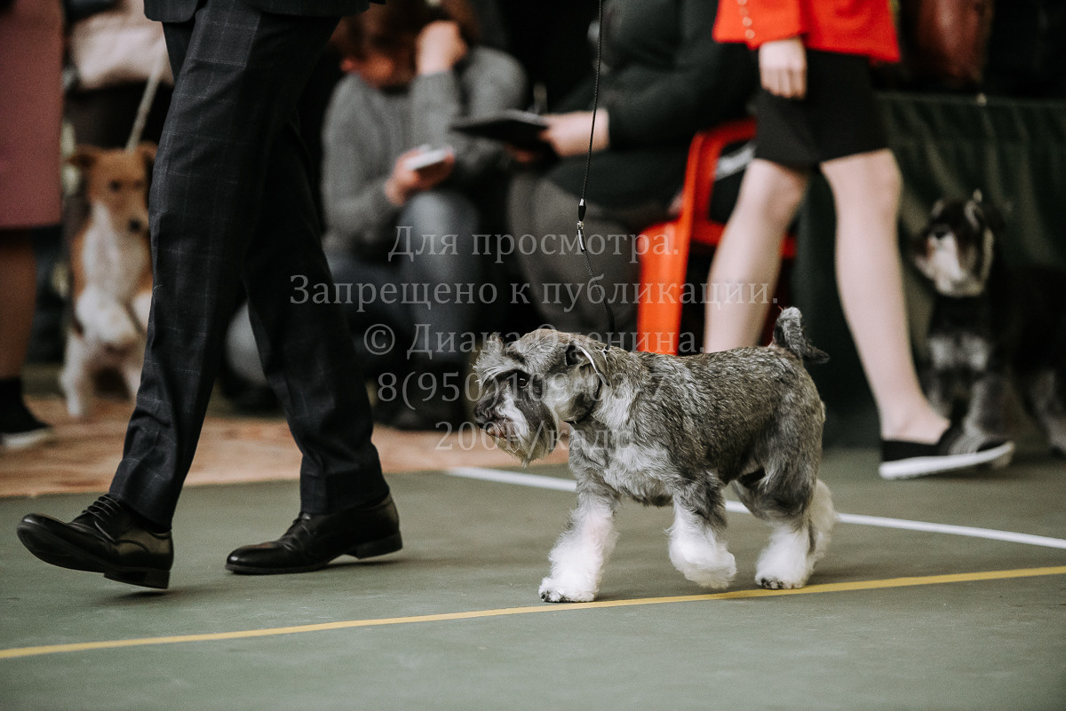 26.03.2022 Выставка собак г. Братск Континенталь. Фотограф Диана Оленина Красноярск / Братск