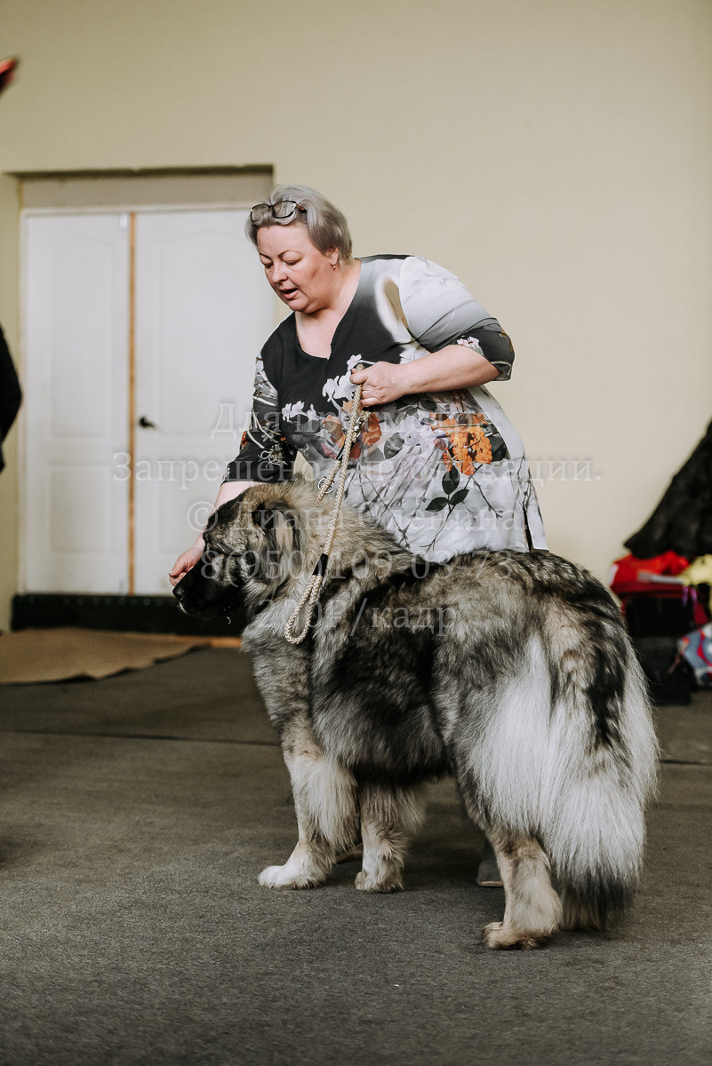 26.03.2022 Выставка собак г. Братск Континенталь. Фотограф Диана Оленина Красноярск / Братск