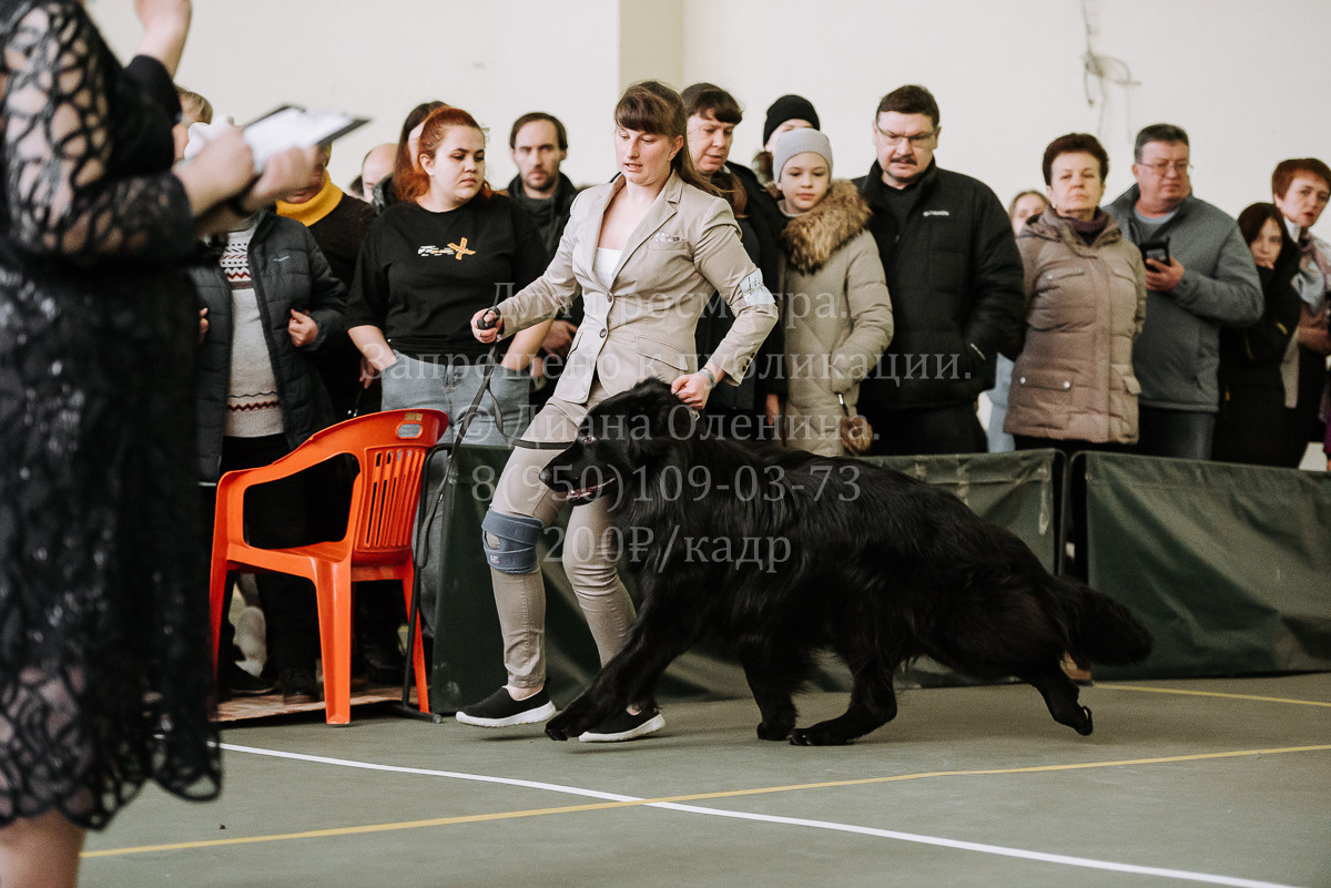 26.03.2022 Выставка собак г. Братск Континенталь. Фотограф Диана Оленина Красноярск / Братск