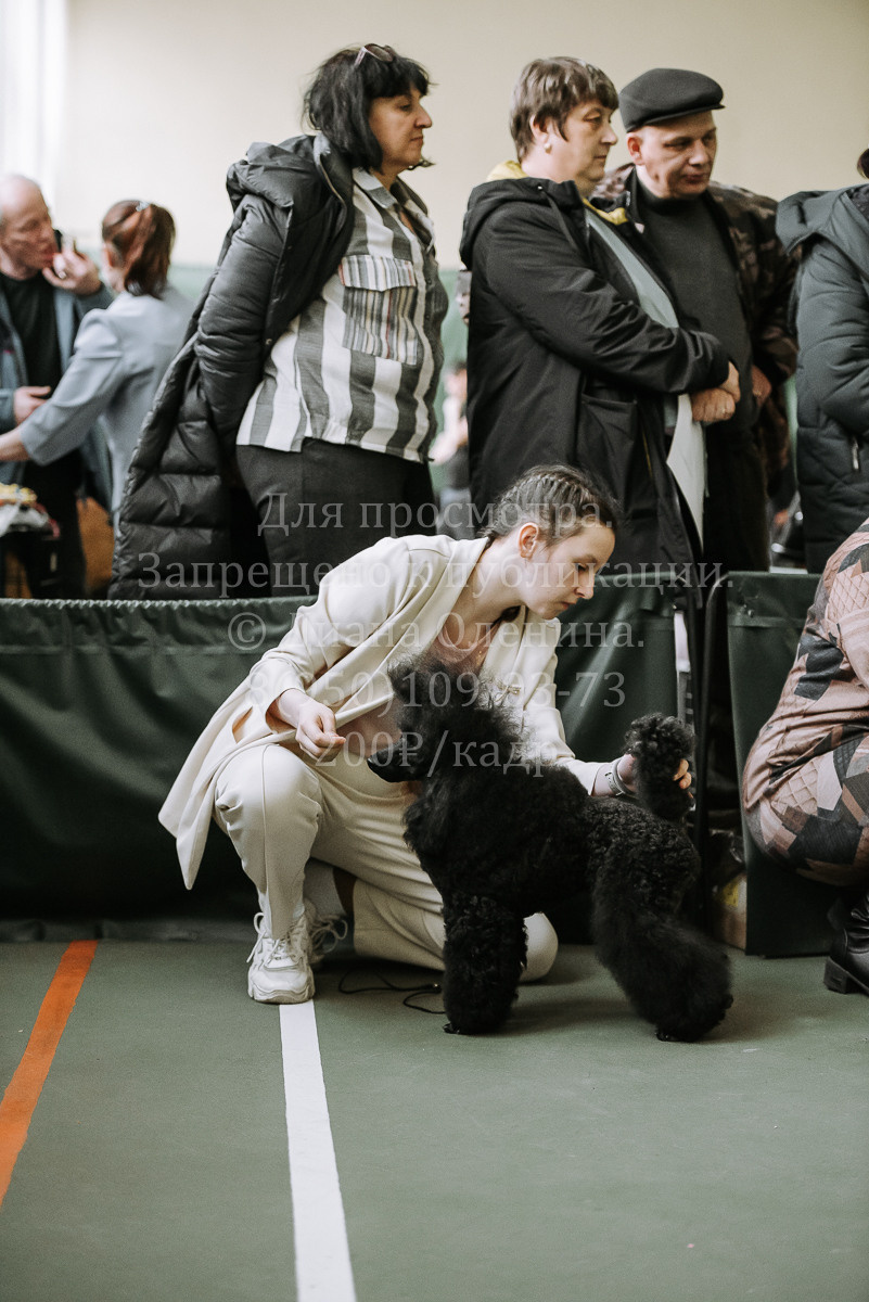 26.03.2022 Выставка собак г. Братск Континенталь. Фотограф Диана Оленина Красноярск / Братск