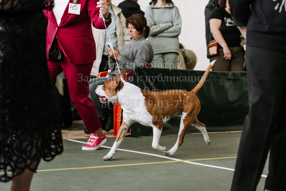 26.03.2022 Выставка собак г. Братск Континенталь. Фотограф Диана Оленина Красноярск / Братск