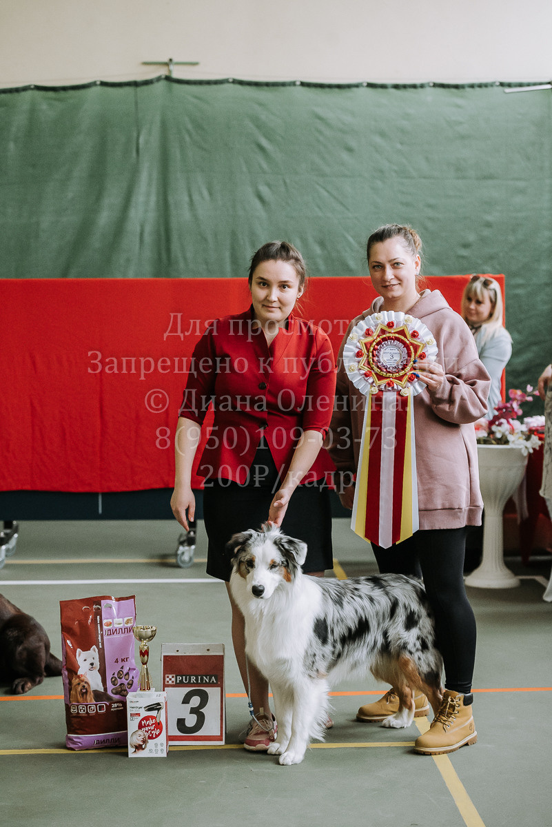 26.03.2022 Выставка собак г. Братск Континенталь. Фотограф Диана Оленина Красноярск / Братск