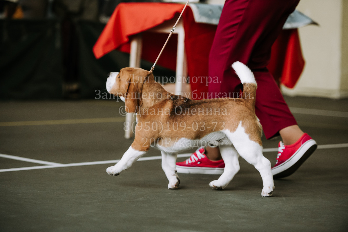 26.03.2022 Выставка собак г. Братск Континенталь. Фотограф Диана Оленина Красноярск / Братск