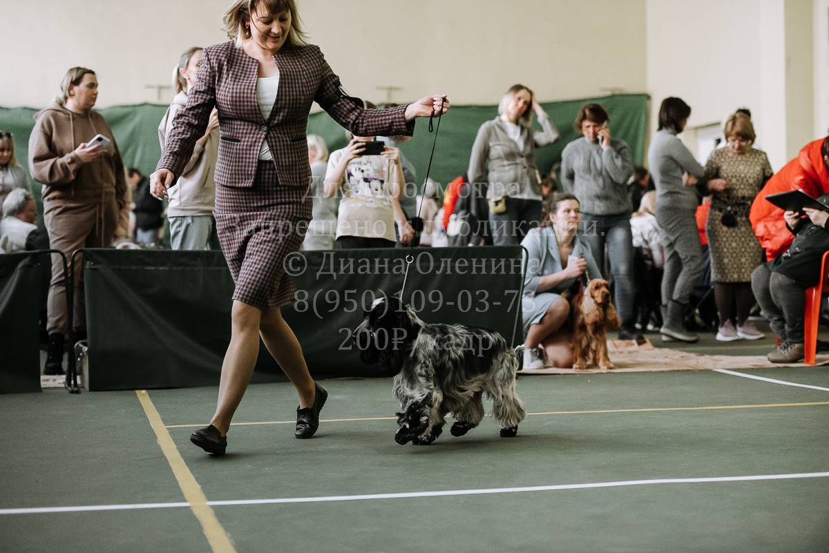 26.03.2022 Выставка собак г. Братск Континенталь. Фотограф Диана Оленина Красноярск / Братск