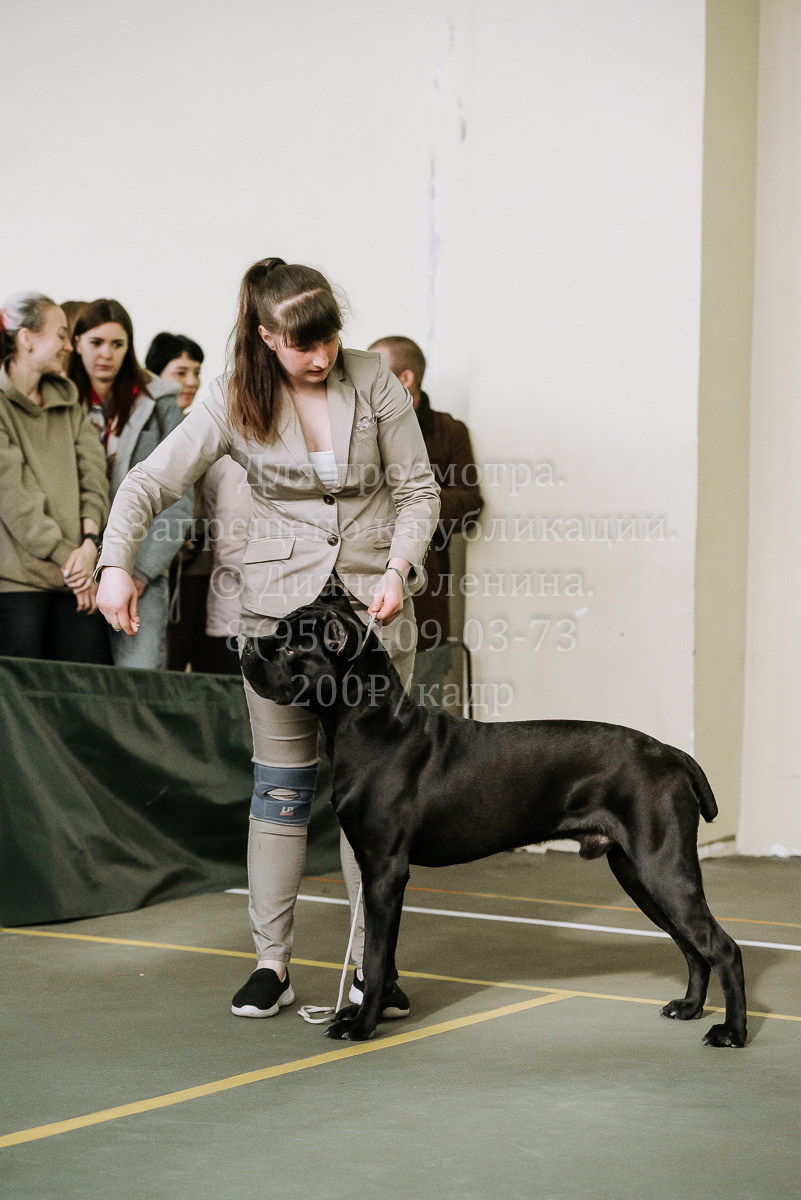 26.03.2022 Выставка собак г. Братск Континенталь. Фотограф Диана Оленина Красноярск / Братск