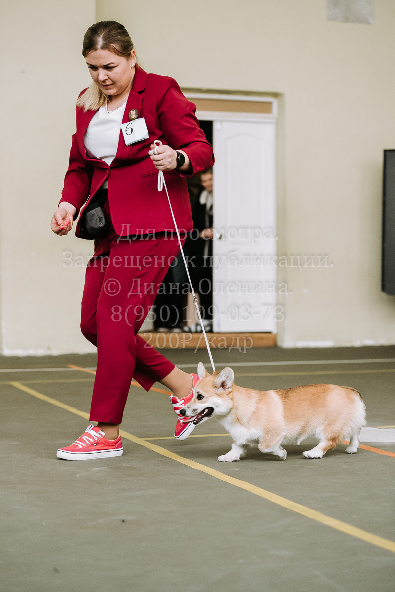 26.03.2022 Выставка собак г. Братск Континенталь. Фотограф Диана Оленина Красноярск / Братск
