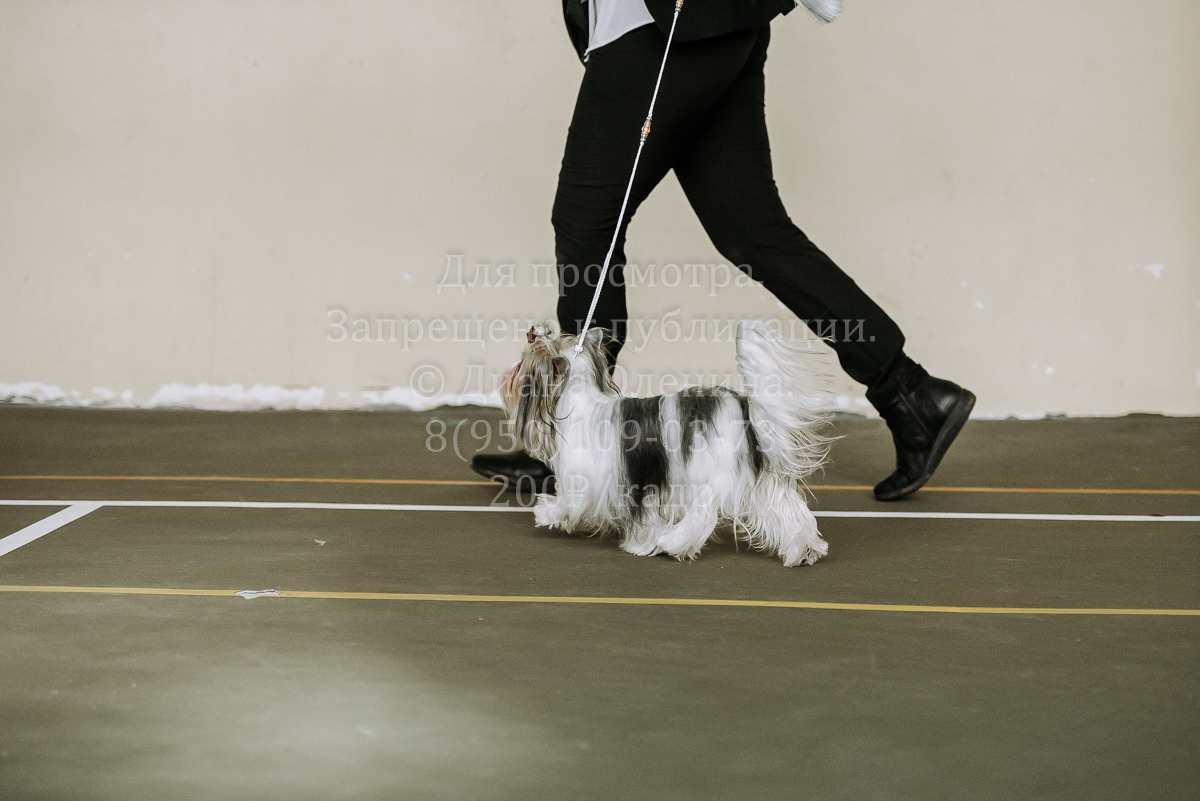 26.03.2022 Выставка собак г. Братск Континенталь. Фотограф Диана Оленина Красноярск / Братск