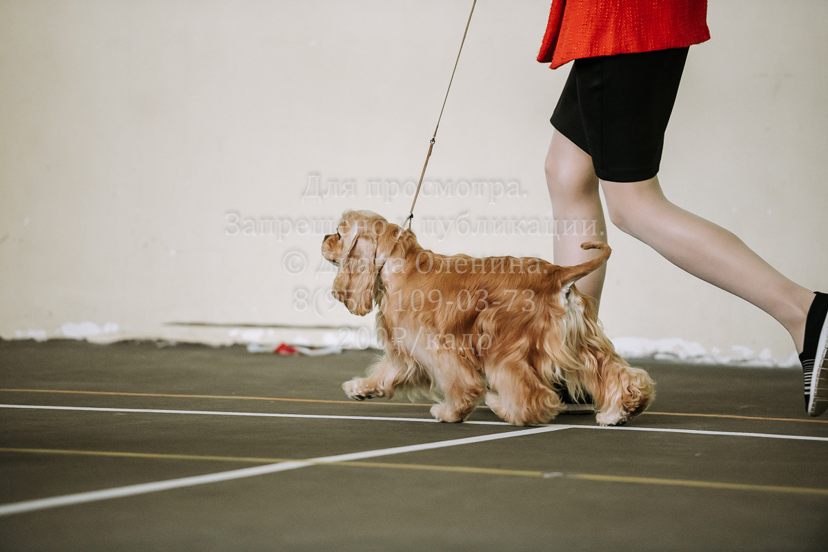 26.03.2022 Выставка собак г. Братск Континенталь. Фотограф Диана Оленина Красноярск / Братск