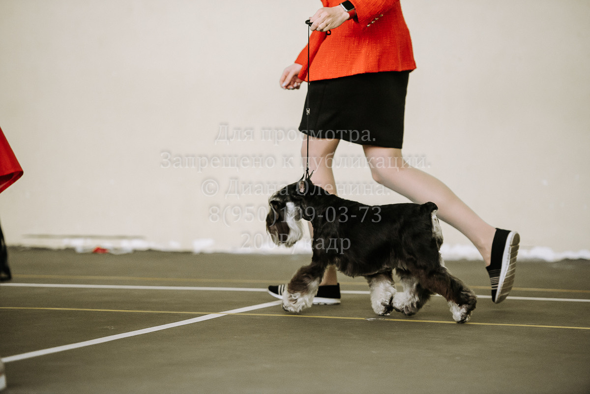 26.03.2022 Выставка собак г. Братск Континенталь. Фотограф Диана Оленина Красноярск / Братск
