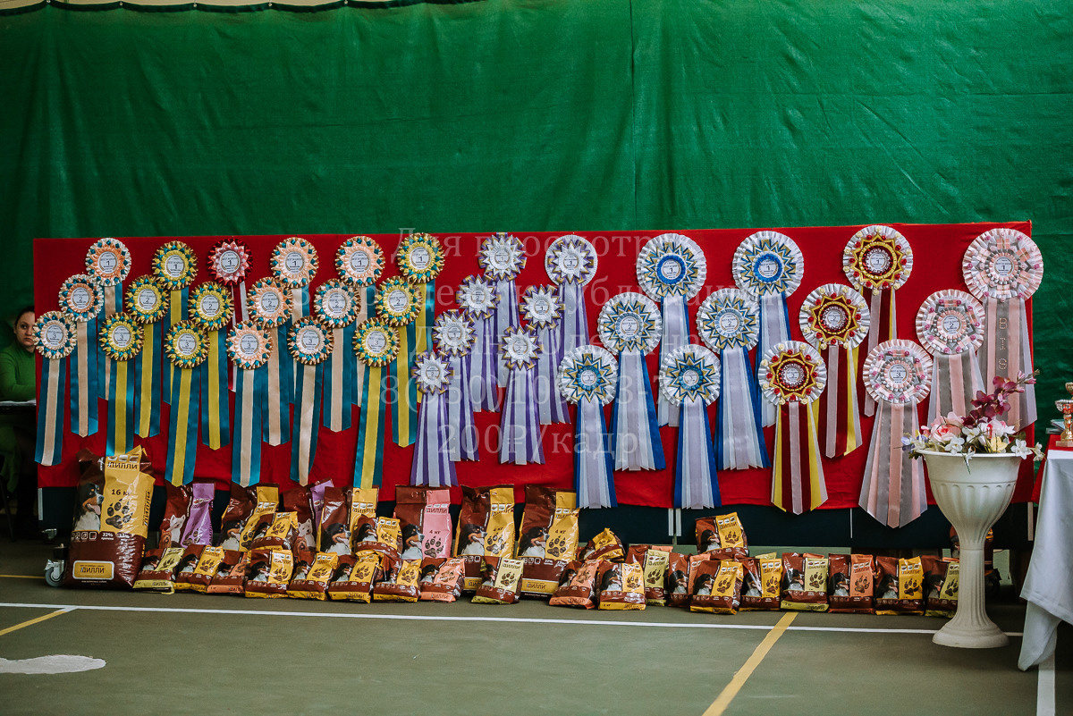 26.03.2022 Выставка собак г. Братск Континенталь. Фотограф Диана Оленина Красноярск / Братск