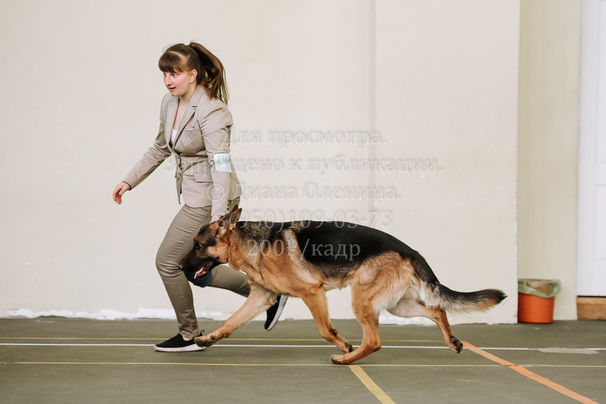 26.03.2022 Выставка собак г. Братск Континенталь. Фотограф Диана Оленина Красноярск / Братск