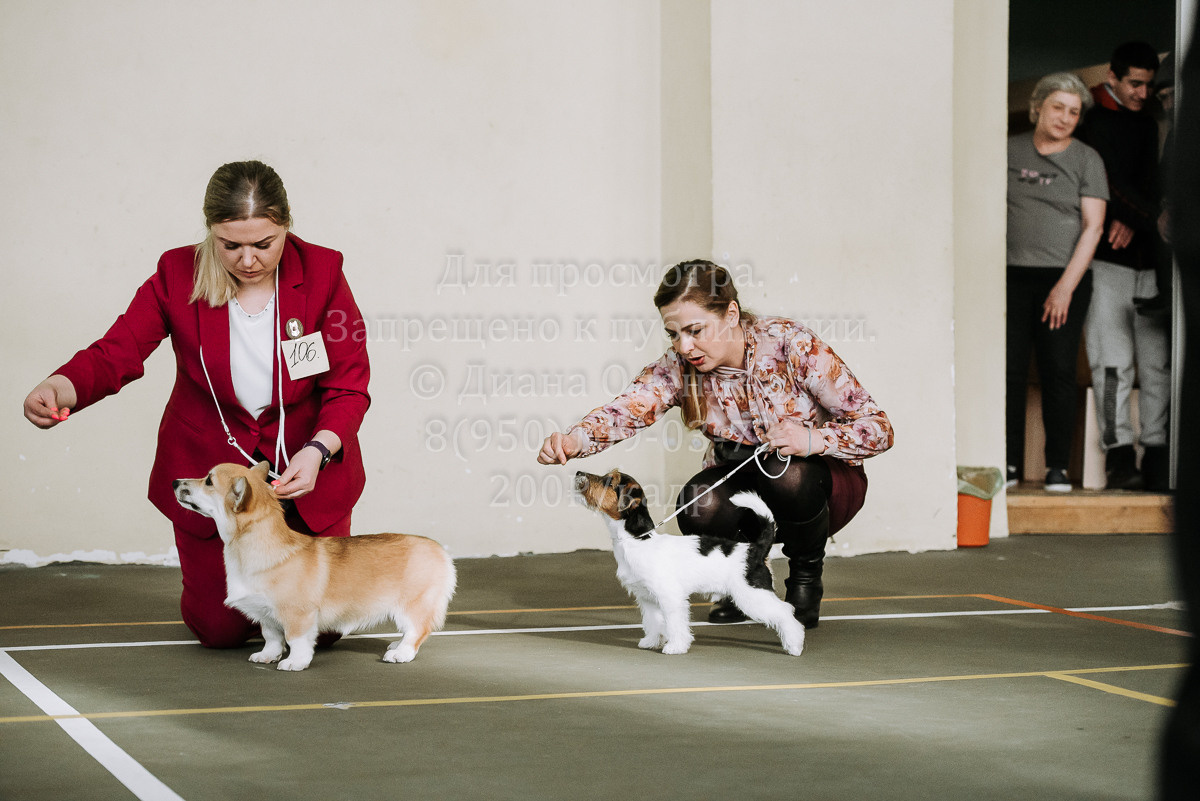 26.03.2022 Выставка собак г. Братск Континенталь. Фотограф Диана Оленина Красноярск / Братск