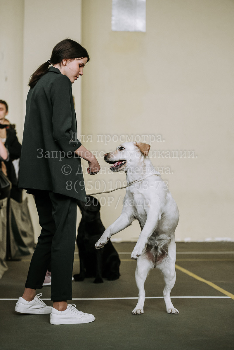26.03.2022 Выставка собак г. Братск Континенталь. Фотограф Диана Оленина Красноярск / Братск