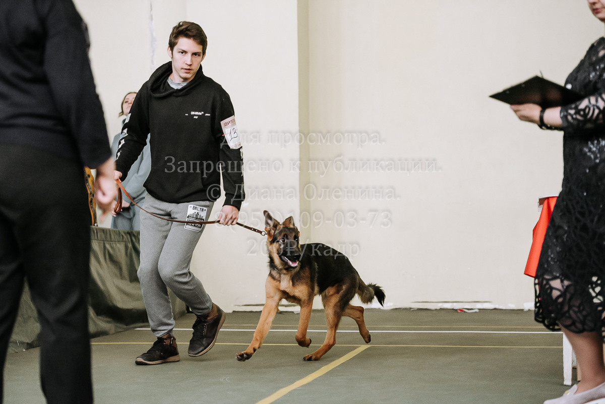 26.03.2022 Выставка собак г. Братск Континенталь. Фотограф Диана Оленина Красноярск / Братск
