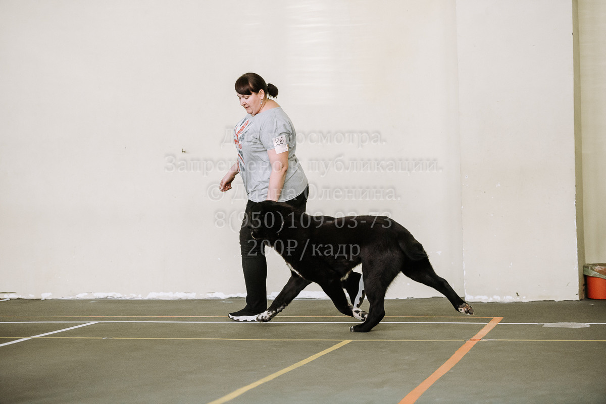 26.03.2022 Выставка собак г. Братск Континенталь. Фотограф Диана Оленина Красноярск / Братск
