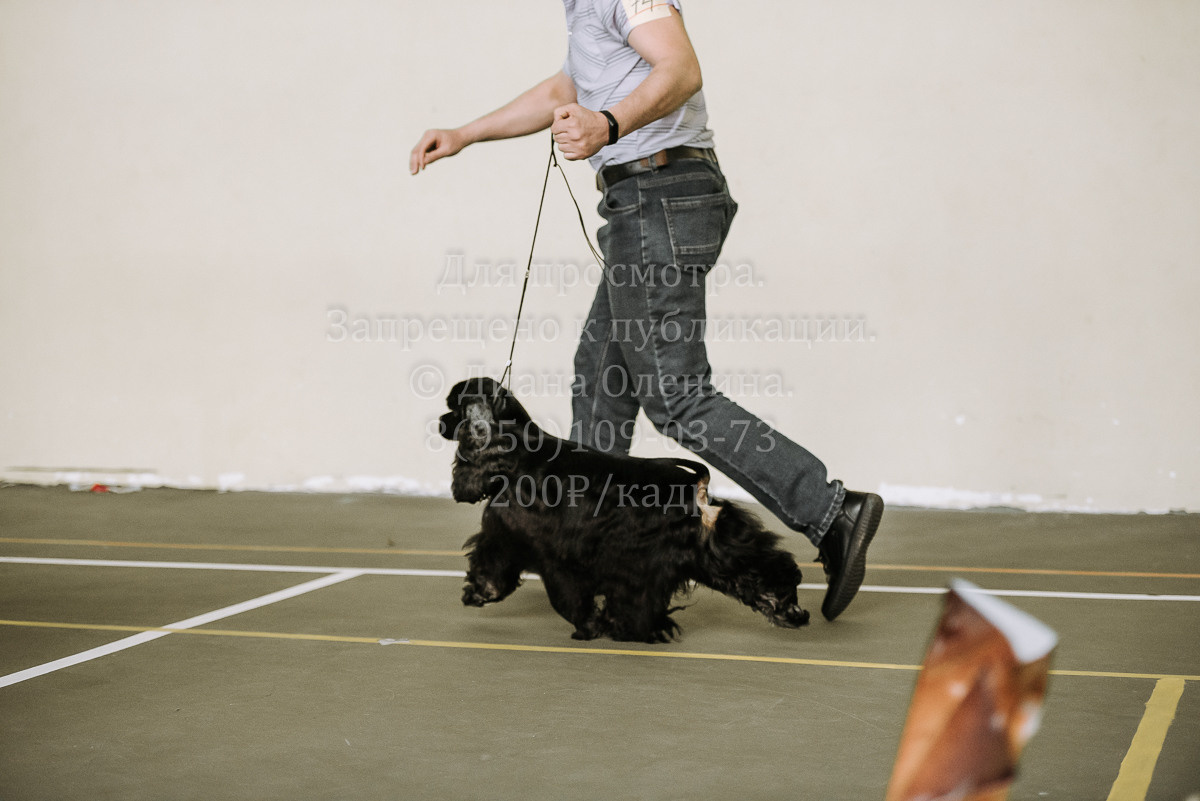 26.03.2022 Выставка собак г. Братск Континенталь. Фотограф Диана Оленина Красноярск / Братск