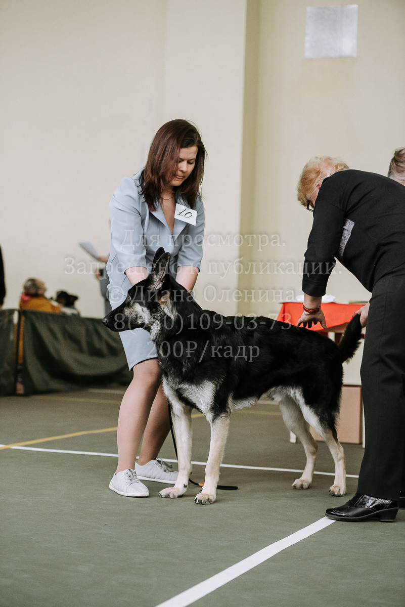 26.03.2022 Выставка собак г. Братск Континенталь. Фотограф Диана Оленина Красноярск / Братск