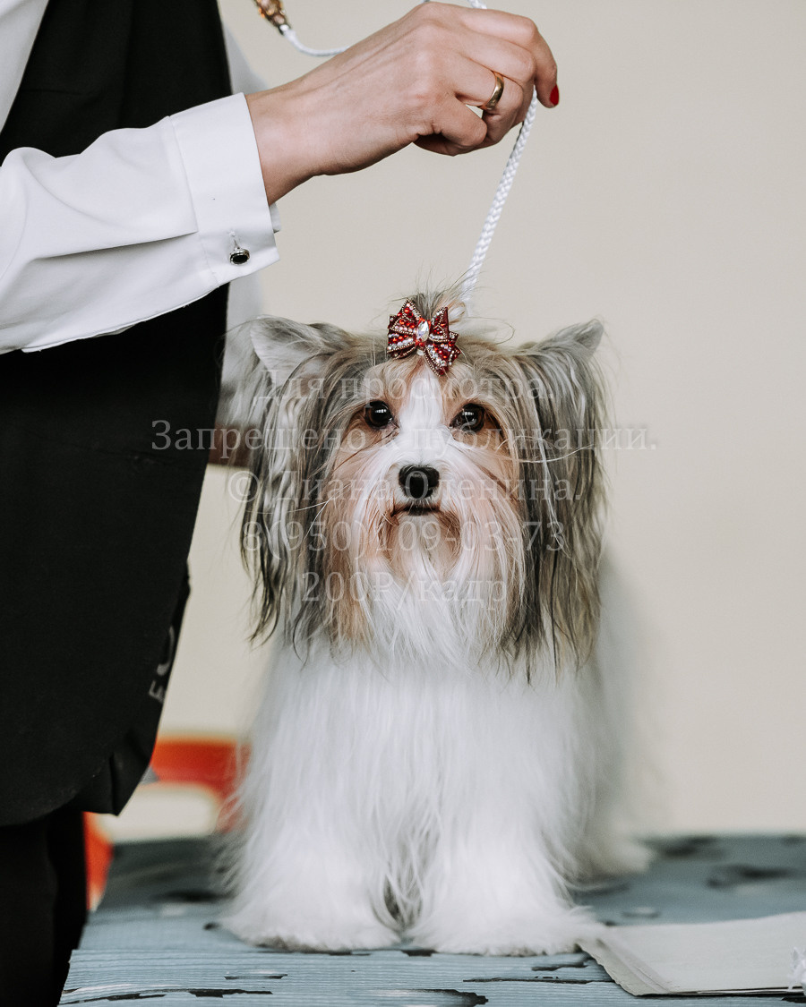 26.03.2022 Выставка собак г. Братск Континенталь. Фотограф Диана Оленина Красноярск / Братск