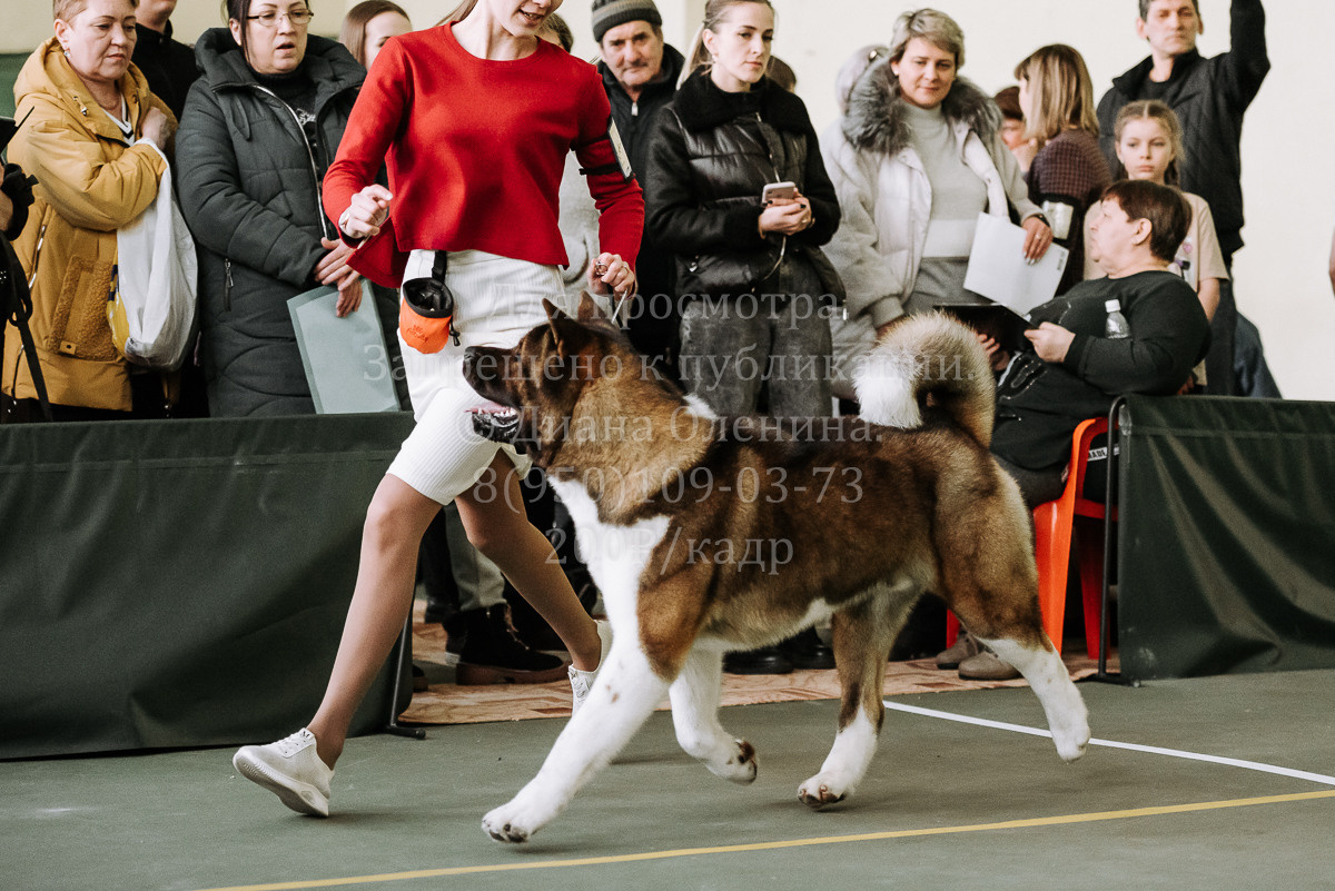 26.03.2022 Выставка собак г. Братск Континенталь. Фотограф Диана Оленина Красноярск / Братск
