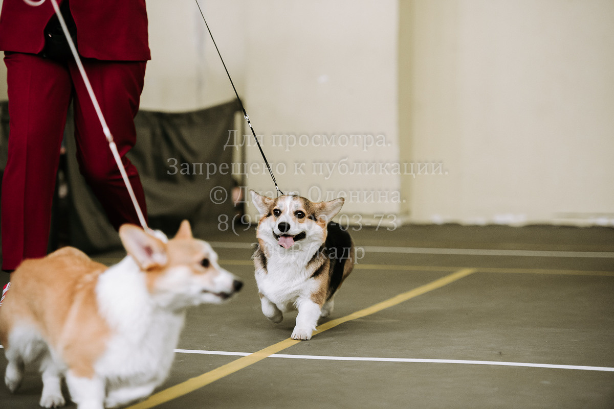 26.03.2022 Выставка собак г. Братск Континенталь. Фотограф Диана Оленина Красноярск / Братск