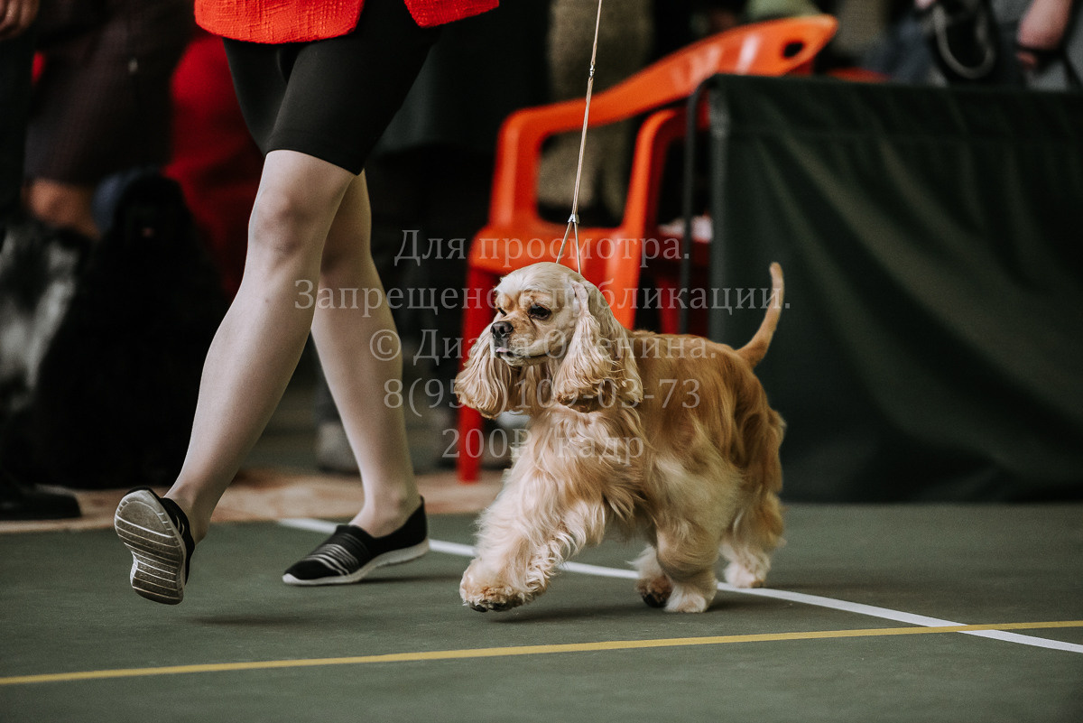 26.03.2022 Выставка собак г. Братск Континенталь. Фотограф Диана Оленина Красноярск / Братск