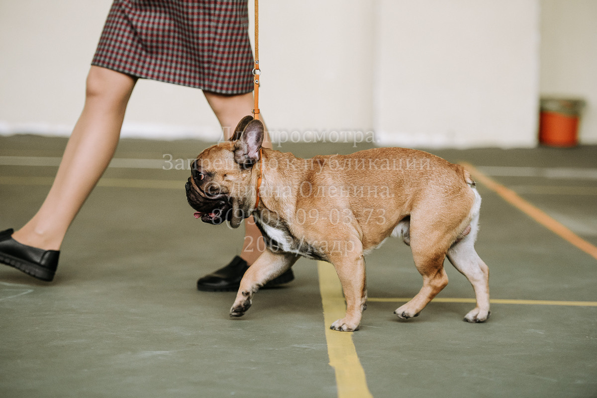 26.03.2022 Выставка собак г. Братск Континенталь. Фотограф Диана Оленина Красноярск / Братск
