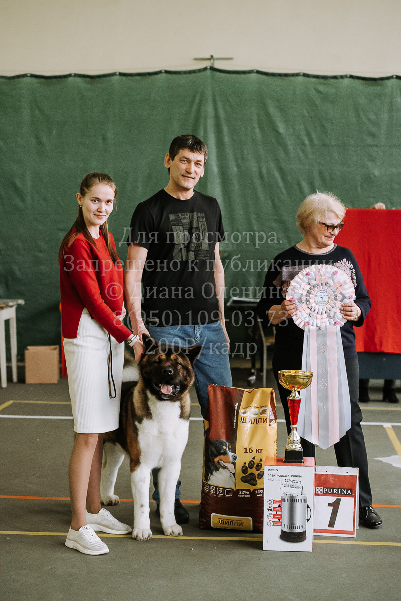 26.03.2022 Выставка собак г. Братск Континенталь. Фотограф Диана Оленина Красноярск / Братск