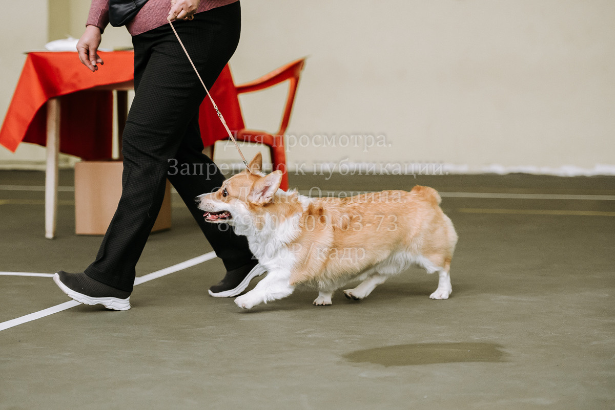 26.03.2022 Выставка собак г. Братск Континенталь. Фотограф Диана Оленина Красноярск / Братск