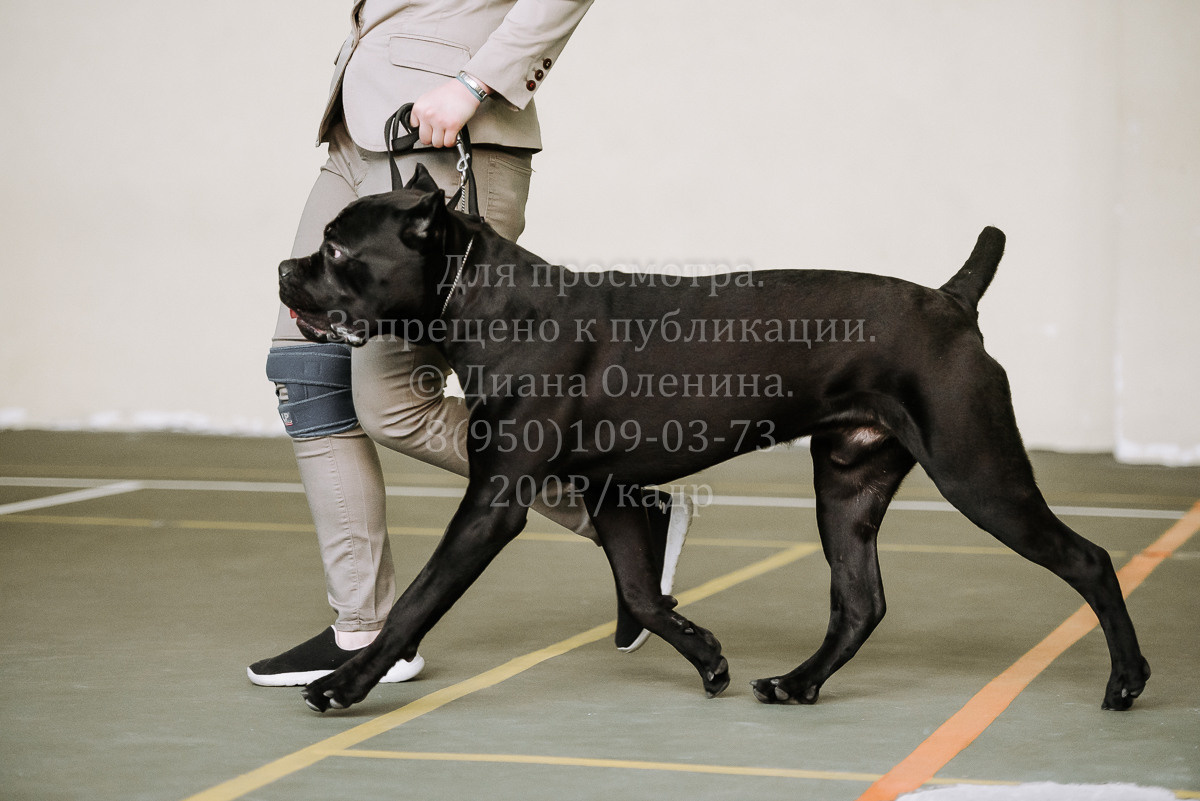 26.03.2022 Выставка собак г. Братск Континенталь. Фотограф Диана Оленина Красноярск / Братск