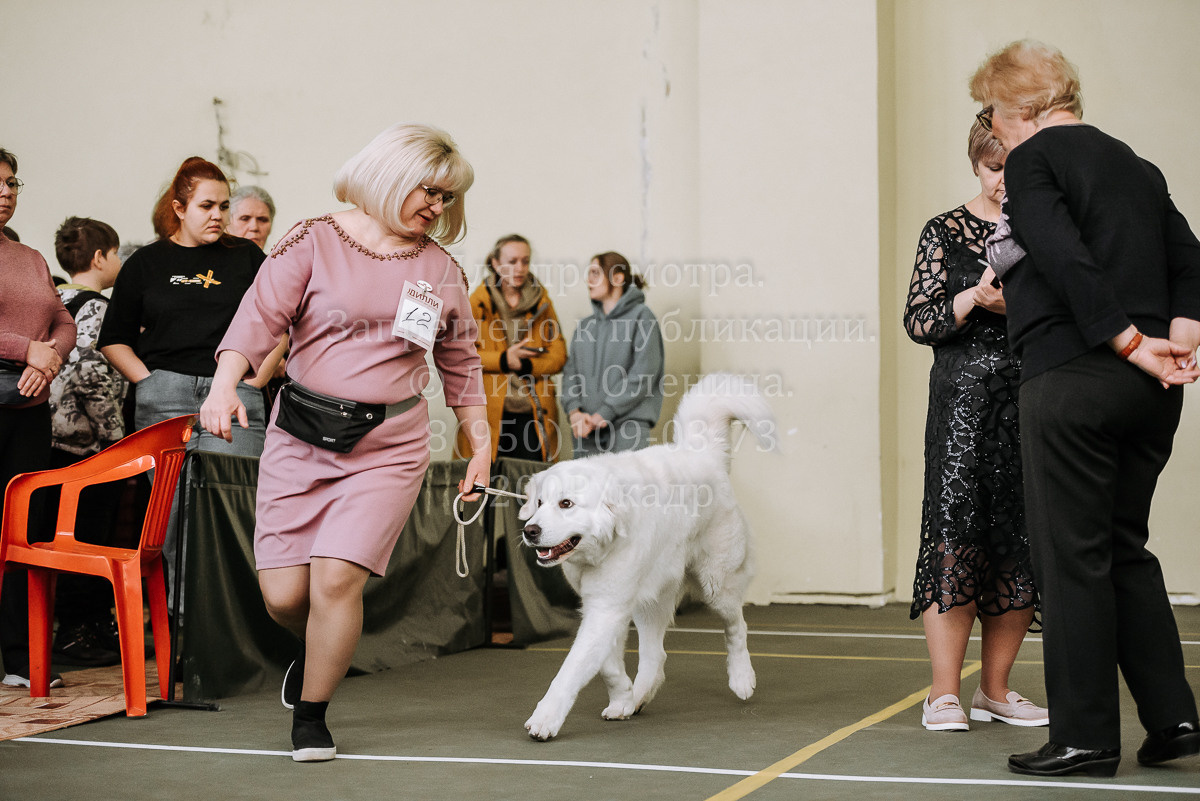 26.03.2022 Выставка собак г. Братск Континенталь. Фотограф Диана Оленина Красноярск / Братск